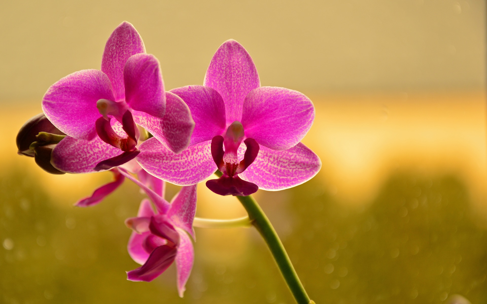 orchid-3932473_1920